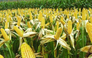 宜單2102玉米種子介紹，單作每畝種植3500株左右