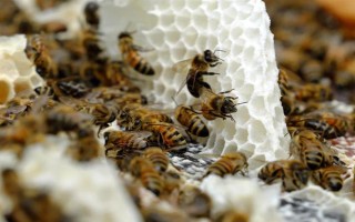 冬天如何對(duì)蜜蜂飼喂糖水，在飼喂器中添加糖漿再放入蜂箱中即可
