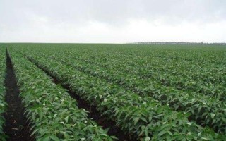 吉育653大豆種子簡介，一般5月中上旬播種
