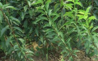 李子樹苗種植技術(shù)，一般在秋季落葉后至春季發(fā)芽前定植