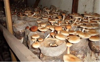 目前我國人工栽培的食用菌有幾種，大概種植100種、有50多種可形成商品