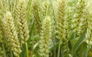 西農(nóng)868小麥品種的特性，注意適時(shí)防治小麥病蟲草害