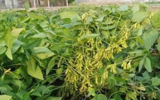 皖運(yùn)2號(hào)大豆種子特征特性，適宜播期6月中上旬