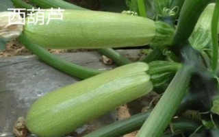 西葫蘆和小南瓜的區(qū)別，顏色和外形均不同