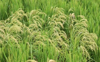 炳優(yōu)270水稻品種的特性，苗期及時(shí)施藥防治稻飛虱