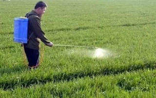 冬小麥常用哪些除草劑，分為防治闊葉草、禾本科草等類型