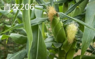 高產夏玉米品種介紹，不同的田地類型適合種植不同品種