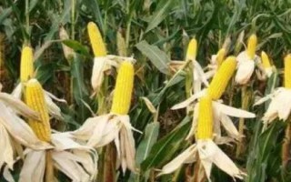 遼作1號玉米種簡介，平均生育期131天