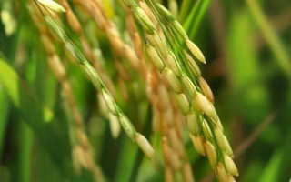 Q香優(yōu)100水稻種子簡介，注意稻瘟病和其它病蟲害防治