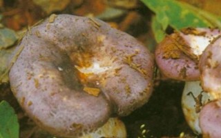 平菇銹斑病怎么防治，需通風降濕、噴施石灰水或漂白粉溶液