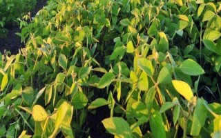 受歡迎的大豆品種有哪些，常見(jiàn)的有中黃35、中黃301等