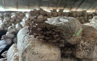 平菇銹斑病怎么防治，需通風降濕、噴施石灰水或漂白粉溶液