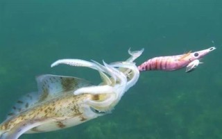 魷魚是哪種動(dòng)物，是槍烏賊科軟體動(dòng)物