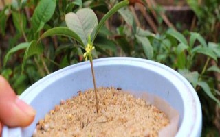 桂花的插扦方法，建議在每年的春秋季節(jié)進(jìn)行