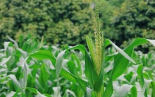 百家喜188玉米種子特點，注意防治病蟲病