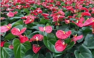 紅掌的花語是什么，寓意大展宏圖、熱情等