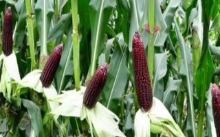 P589玉米種子簡介，春播出苗至成熟127天