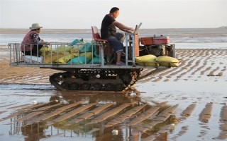 海瓜子怎么養(yǎng)殖，排干水塘再將種苗均勻撒在塘面上