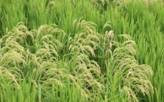 五豐優(yōu)1606水稻種子簡介，每畝插足基本苗8－10萬