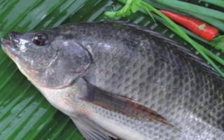 海夕魚(yú)鉤簡(jiǎn)介，是黑坑或競(jìng)技釣常用的鉤型