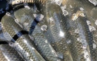 水庫草魚一年能長多少斤，一年的時(shí)間可以長到3斤以上