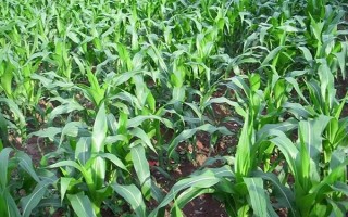隆平943玉米品種的特性，4月下旬至5月上旬播種
