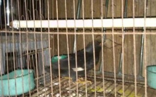 八哥鳥的飼養(yǎng)方法，選擇易馴的頭窩幼鳥為佳