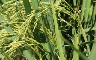 安豐優(yōu)華占水稻種子介紹，全生育期116.8天