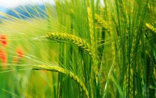 唐科299小麥種簡(jiǎn)介，適宜播期為10月5日～20日
