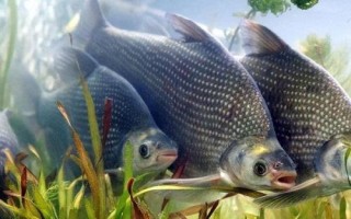 2.5號(hào)主線的拉力值，大概為5.1-6.1公斤