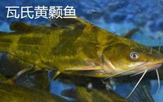 黃骨魚養(yǎng)多久才能上市，需養(yǎng)殖12-13個月才能售賣