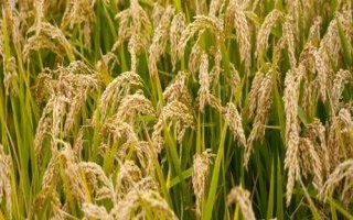 津稻328水稻種子介紹，其它病蟲草害防治同一般常規(guī)稻