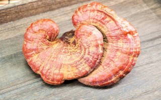 靈芝孢子粉的價(jià)格，一斤在380元以上
