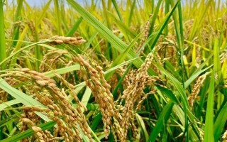 谷優(yōu)明占水稻品種的特性，大田每畝用種量3～5千克