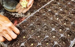 南瓜的種植方式，選擇4月至5月之間進(jìn)行栽種