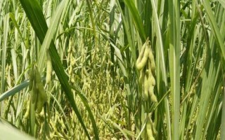湘鮮秋豆2號(hào)大豆品種簡(jiǎn)介，高抗大豆花葉病毒SC3