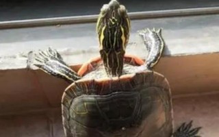 烏龜?shù)奈舶秃褪裁礀|西相像，近似剛長出來的竹筍