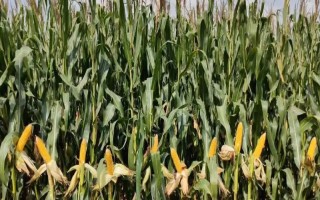什么品種的玉米種子好，常見的有偉科702、華農(nóng)866等