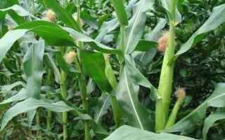 富爾金糯195玉米種子簡(jiǎn)介，該品種幼苗期第一葉鞘紫色