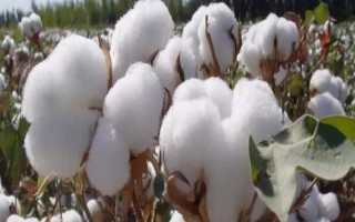新陸早79號(hào)棉花品種簡介，適宜播期為4月10-25日