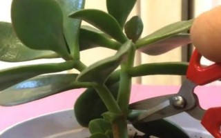 玉樹如何嫁接天竺葵，要選擇生長(zhǎng)健壯且無病害的枝條作為接穗