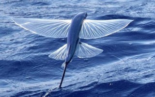 翱翔飛魚好不好養(yǎng)，飼養(yǎng)難度大并不適合新手嘗試