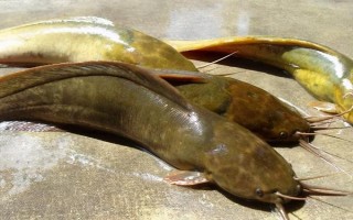 中國(guó)哪里的淡水魚(yú)產(chǎn)量最大，第一大省為湖北省