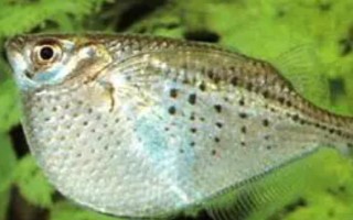 銀燕子燈魚(yú)好不好養(yǎng)，飼養(yǎng)難度比較低