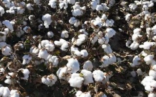 岡雜棉10號棉花品種簡介，二代棉鈴蟲一般不需防治