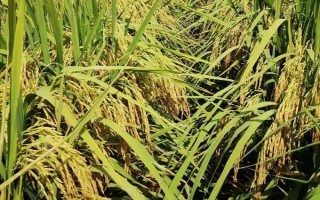 蘇秀8608水稻種子簡(jiǎn)介，高抗條紋葉枯病
