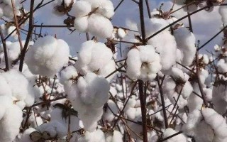 新彩棉19號棉花品種簡介，生育期131天左右