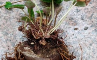 仙客來花落后如何處理，要對(duì)其進(jìn)行修剪