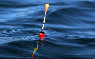 垂釣白條魚應(yīng)該釣浮還是釣底，屬于上層魚類一般可以釣浮