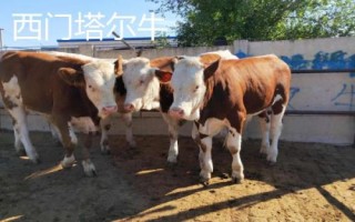 長(zhǎng)得最快的四種牛，西門(mén)塔爾牛以瘦肉多而聞名